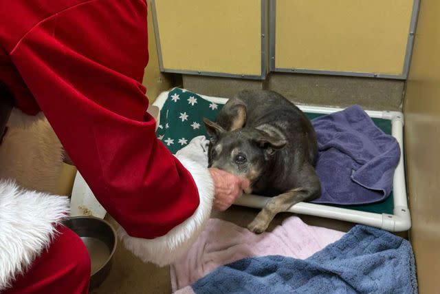 مقاطعة مونماوث SPCA كريستوف يحصل على الدجاج من سانتا كلوز في مقاطعة مونماوث SPCA