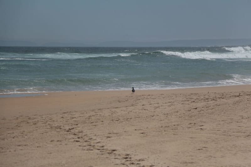 Cliff Oystercatchers على الشاطئ في Nature's Valley. كريستيان سيلز/DPA