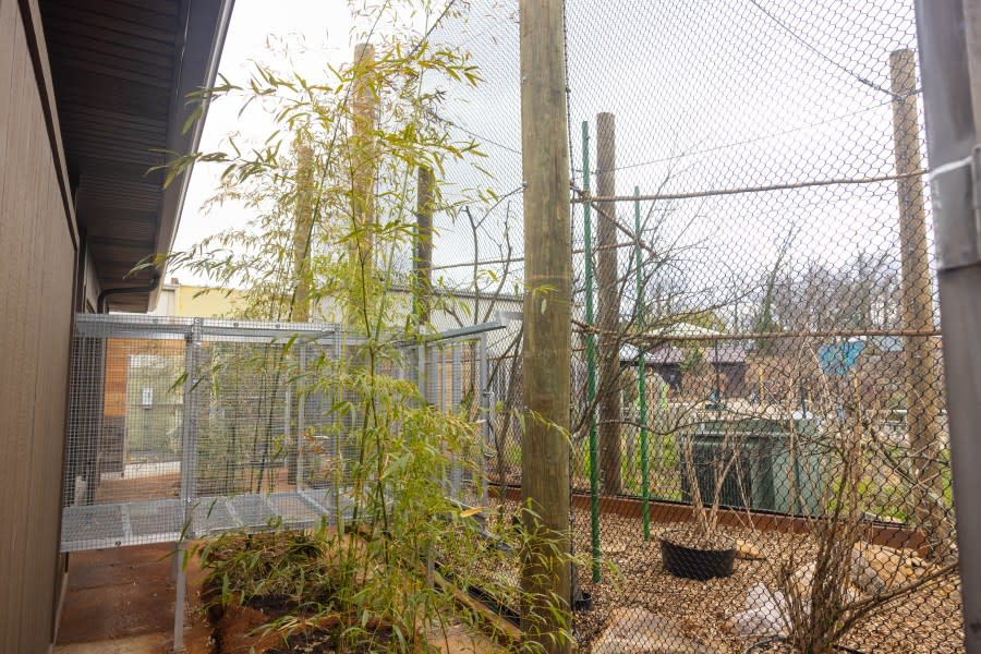 (الصورة عبر حديقة الحيوان نوكسفيل)