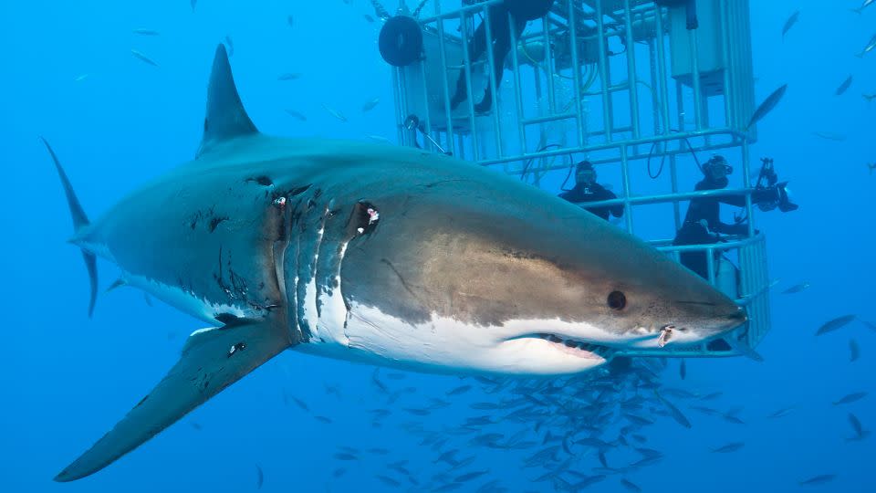 لقد ظن العلماء منذ فترة طويلة أن Megalodon يشبه نسخة مفرطة من القرش الأبيض العظيم الحديث. - راينهارد ديرشرل/أولشتاين بيلد/غيتي إيم.