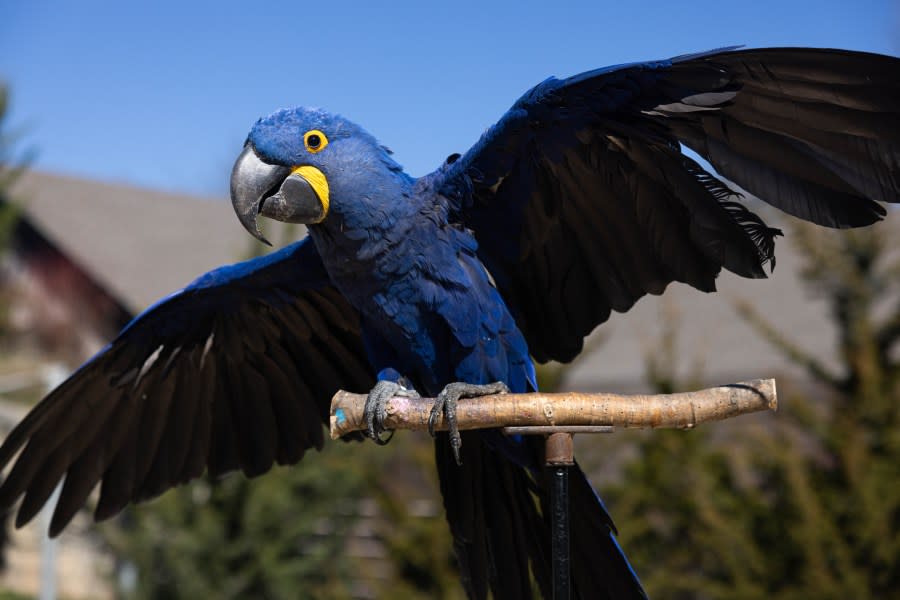 (الصورة عبر حديقة الحيوان نوكسفيل)