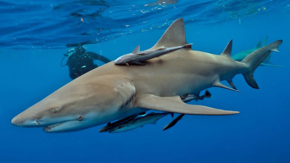 ومع ذلك ، من المحتمل أن يكون لدى Otodus Megalodon أبعاد أكثر أناقة ، بدلاً من ذلك ، يتماشى مع تلك الموجودة في قرش الليمون. - رولف فون ريدماتن/صور بروك/شوكيستوك