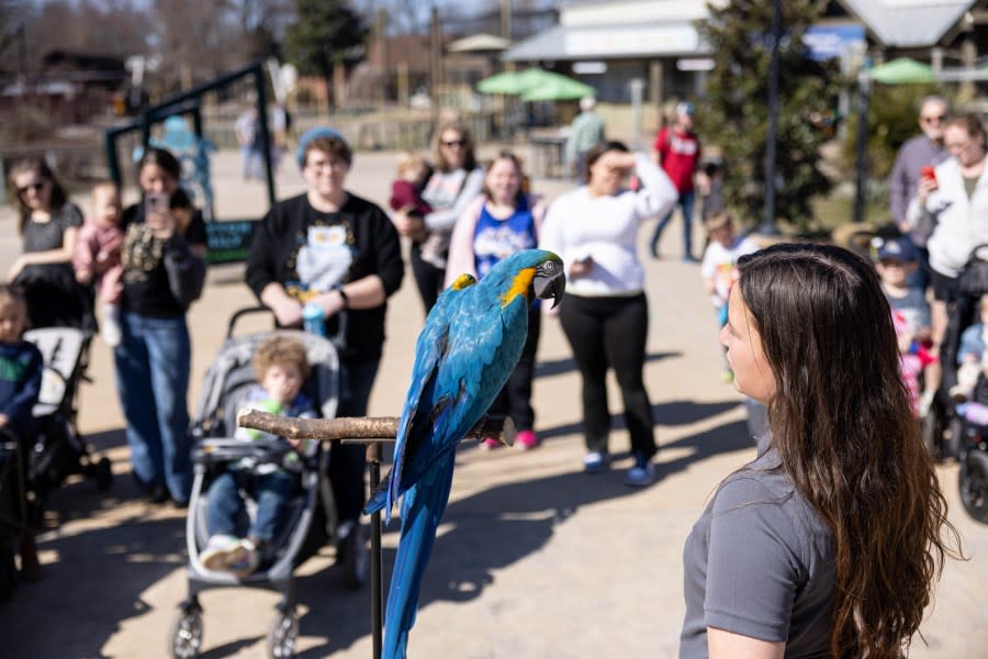 (الصورة عبر حديقة الحيوان نوكسفيل)