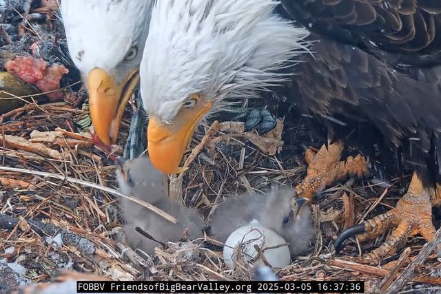 أصدقاء Big Bear Valley Big Bear Bald Eagles