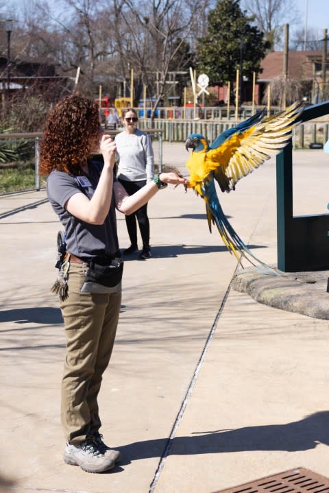 (الصورة عبر حديقة الحيوان نوكسفيل)