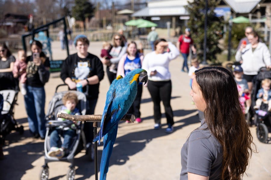 (الصورة عبر حديقة الحيوان نوكسفيل)