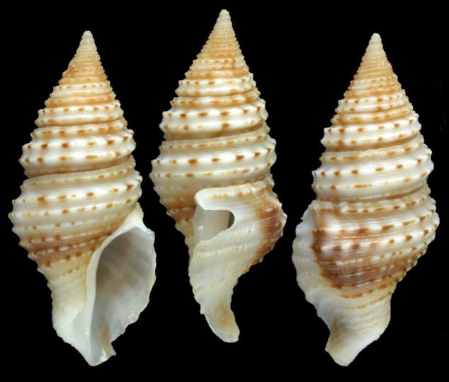 Turridrupa sp. Harpoons فريسة مع أسنان السامة. / الائتمان: بيتر ستالشميدت / تعداد المحيطات مؤسسة نيبون