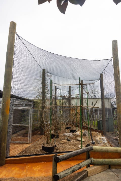 (الصورة عبر حديقة الحيوان نوكسفيل)