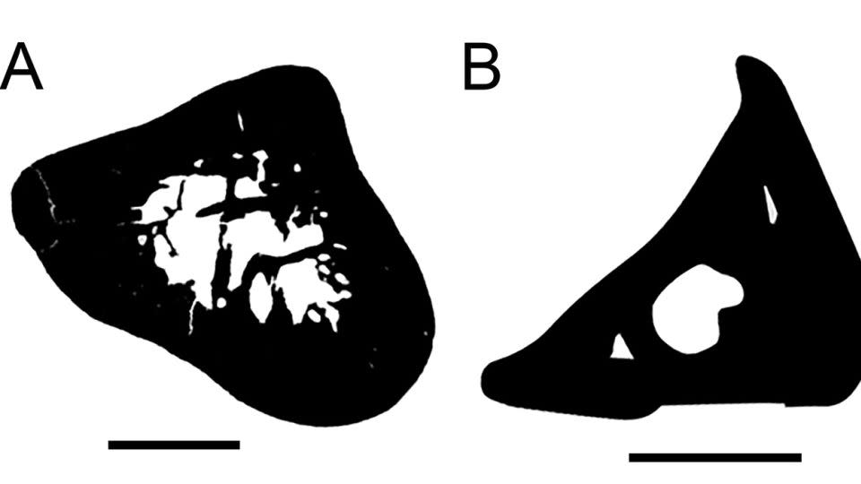 تُظهر مقارنة بين المقطع العرضي (من اليسار) kryoryctes (a) ، platypus (b) و Echidna (c) عظم العضد. - هاند وآخرون.