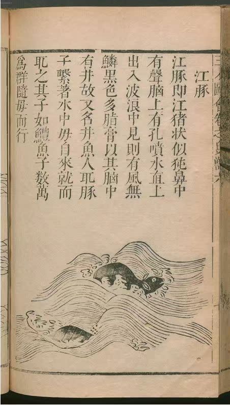 رسم توضيحي مطبوع من سلالة مينغ من "Pancai Tuhui" (باللغة الإنجليزية ، خلاصة القوى الثلاث) ، التي جمعها وانغ تشى (1573-1620) ، وهو كتاب من 49 مجلد من القصائد على الطيور والحيوانات. توثق هذه القصيدة بدقة خنازير اليانغتسي الخالية من الزعانف من خلال التفاصيل المورفولوجية ، ومواقف السطح ، وسلوكيات رعاية الأم.