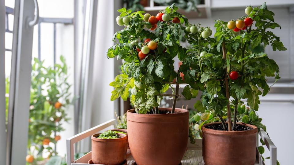 تنمو الطماطم والكرز الطازجة والعصرية في الأواني في العربة في المنزل.