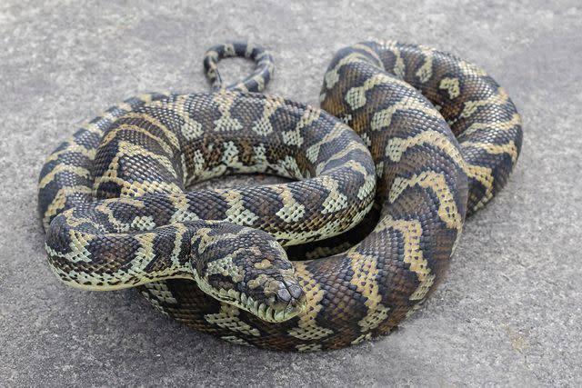 Getty Carpet Python (صورة ألبوم)