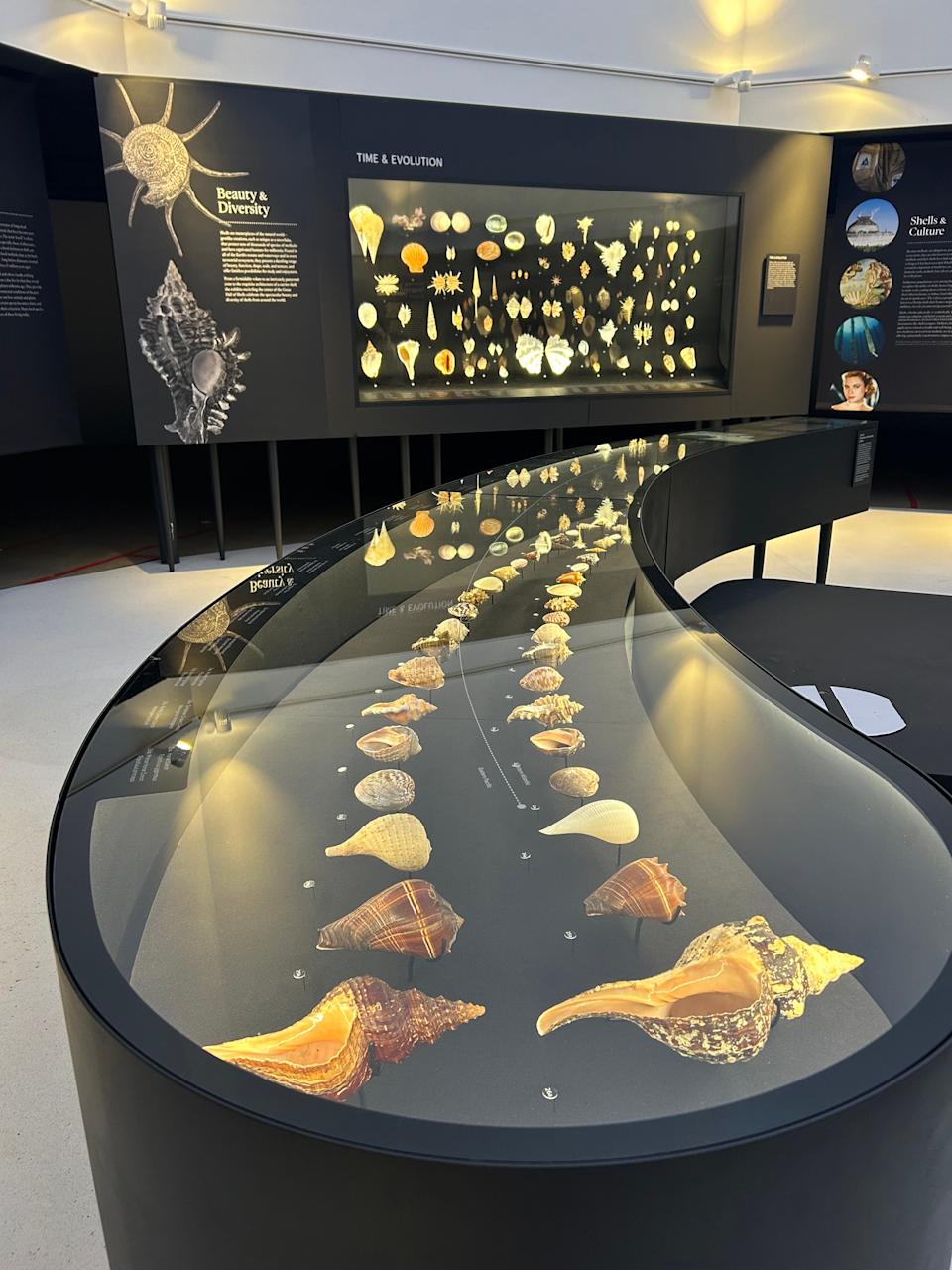 أعلنت متحف Bailey-Matthews National Shell Museum & Aquarium مؤخرًا عن افتتاح المرحلة الأولى من