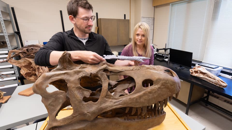 كانت Voris (يسار) ودارلا زيلينتسكي تدرس تطور Tyrannosaurs. - رايلي براندت/جامعة كالجاري