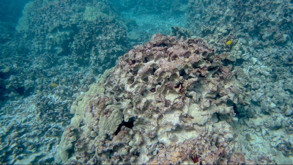 Reefscape من الشعاب المرجانية الكبيرة والميتة في خليج Hōnaunau ، هاواي. - جريج أسنر