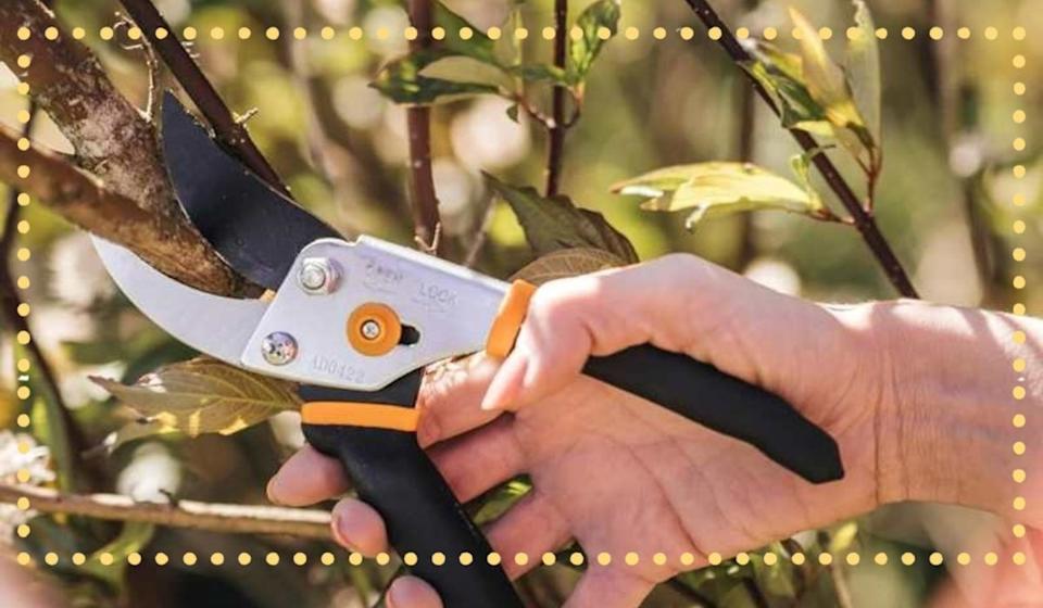 يد تملك Fiskars Pruners لقطع الفرع.