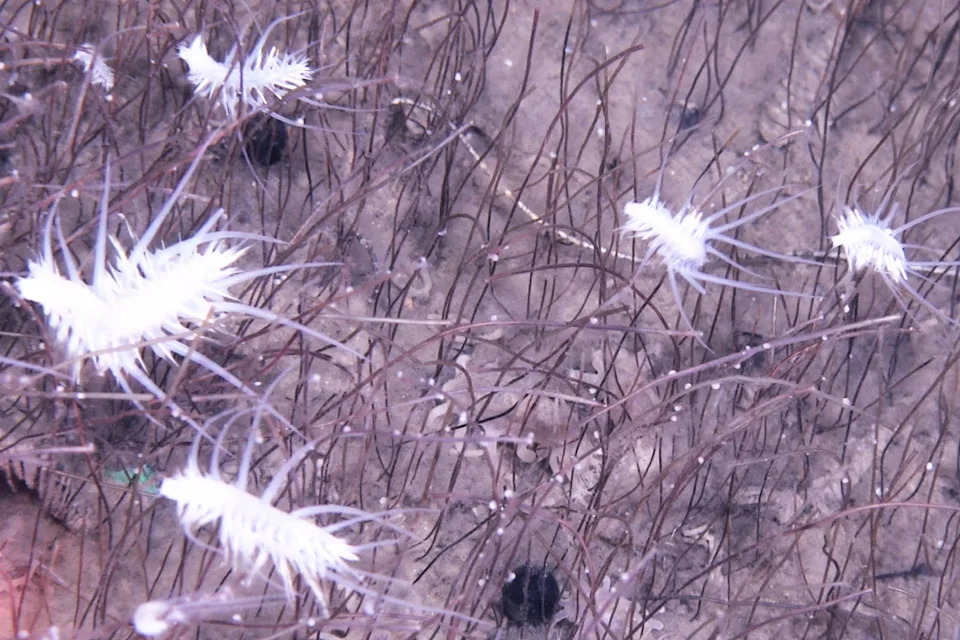 تتنقل polychaetes الحرة التي تنقل مستعمرات كثيفة من Siboglinids. (معهد العلوم والهندسة في أعماق البحار ، CAS)