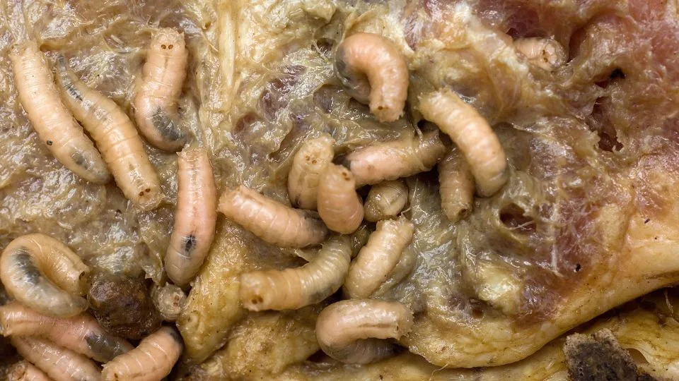 قد تكون Maggots ، التي تتشكل في تحلل اللحوم ، قد لعبت دورًا رئيسيًا في الوجبات الغذائية للعصر الحجري. - إيان Thraves/Alamy ألبوم الصور