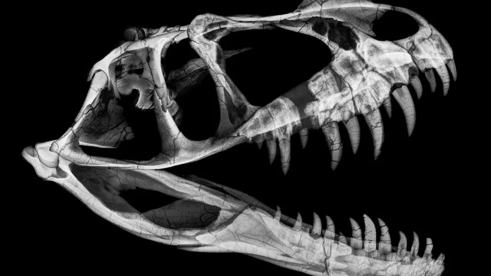 الأشعة السينية لرأس Ceratosaurus - Sotheby's
