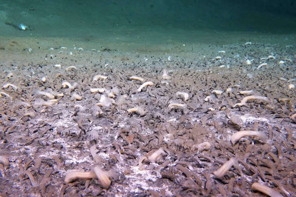 تعتبر polychaetes التي تكيّم الأنبوب هي المهيمنة على ارتفاع 22500 متر في الأليوتان الأعمق ، مع بقع من الحصير الميكروبي البيضاء. (معهد العلوم والهندسة في أعماق البحار ، CAS)