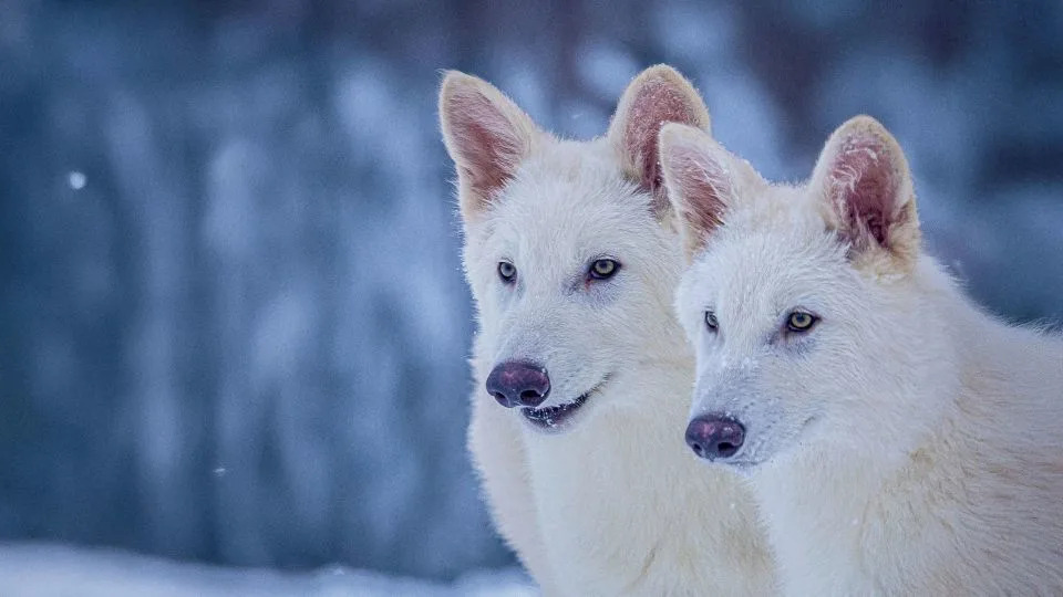 اثنان من جراء Colossal's Dire Wolf في سن ثلاثة أشهر - Colossal Inc./Cover Images/AP