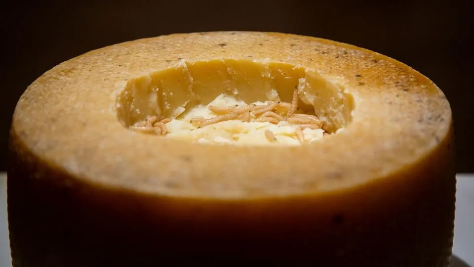 Casu Marzu هو جبنة صلبة من اليسار لتحلل بحيث تليين Maggots ذوقها. - أنجا بارتي تيلين/متحف الغذاء المثير للاشمئزاز