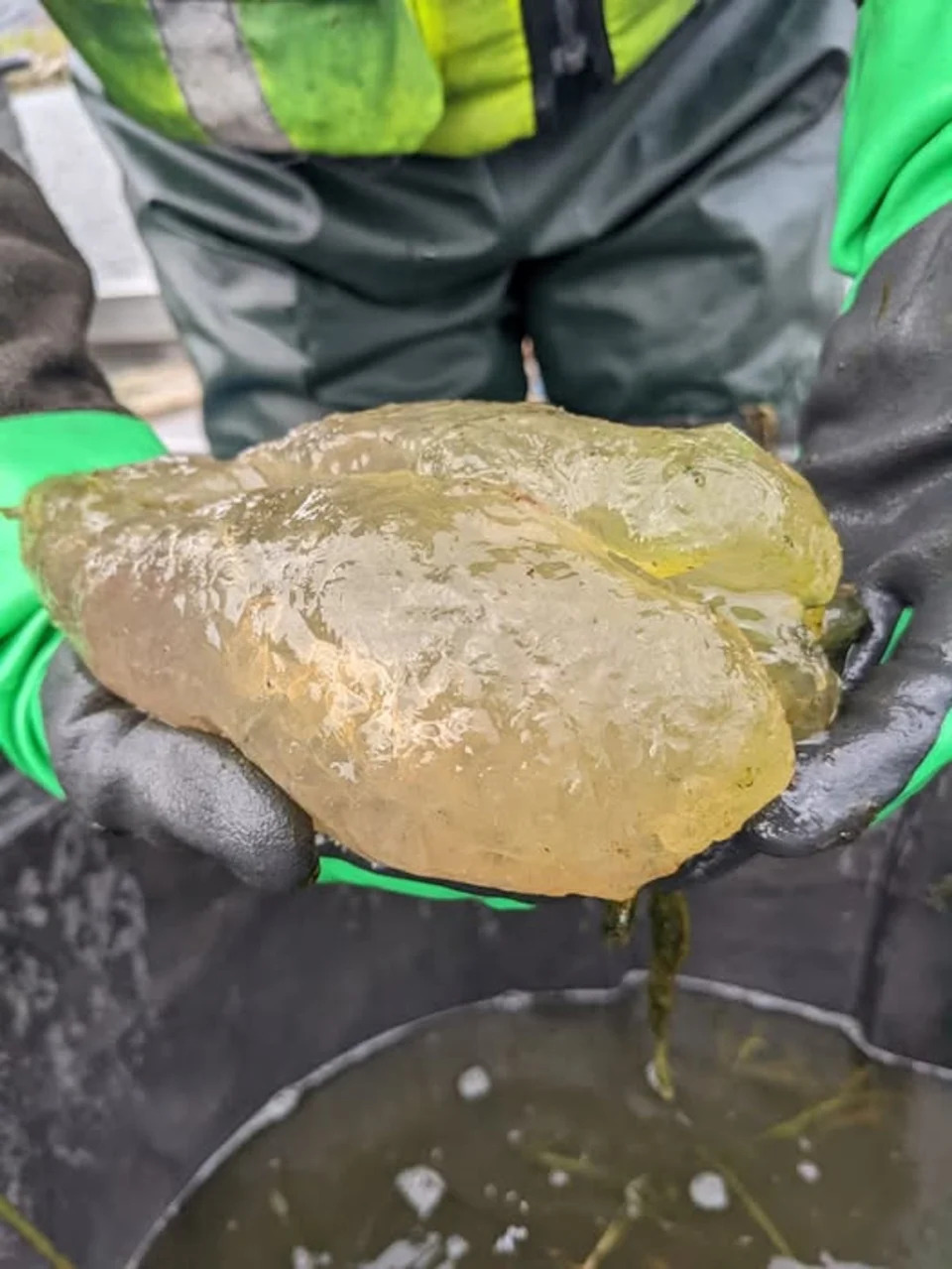 شارك مسؤولو خدمة الأسماك والحياة البرية في الولايات المتحدة صورة لمستعمرة Bryozoan التي عثر عليها مؤخرًا في بحيرة هورون في ميشيغان. (خدمة الأسماك والحياة البرية الأمريكية)