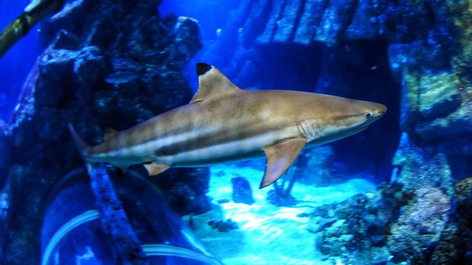 سمك القرش السوداء في Sea Life Oberhausen ، حوض السمك الألماني. - ماكس بوم