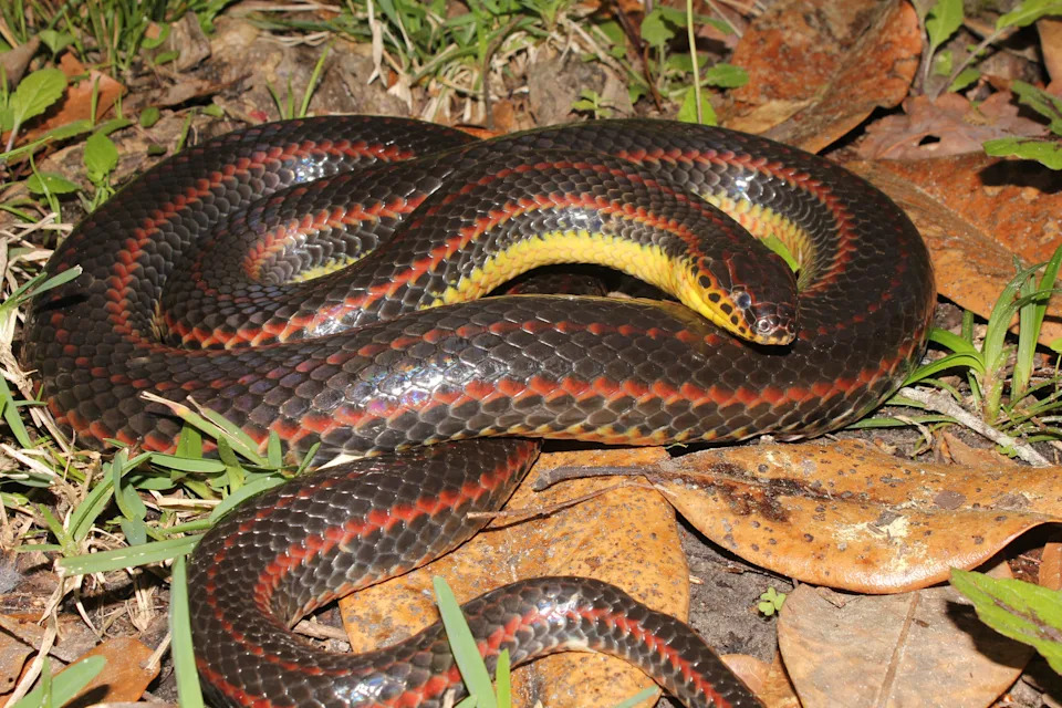 تسعى لجنة الحفاظ على الأسماك والحياة البرية في فلوريدا إلى مساعدة الجمهور في توثيق Super Rainbow Snake ، الذي تم رصده آخر مرة في فبراير 2020.