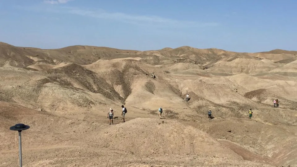 يبحث فريق LeDi-Geraru Research Project Paleontology Team عن الحفريات في حوض Lee Adoyta في منطقة بعيد. - كاي ريد/جامعة ولاية أريزونا