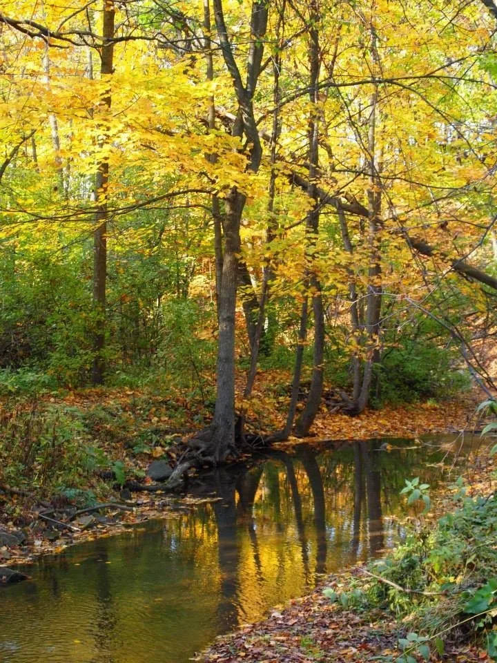 يمر Parson's Creek عبر Hobbs Woods ، وهو بقعة طبيعية شهيرة في مقاطعة فوند دو لاك.