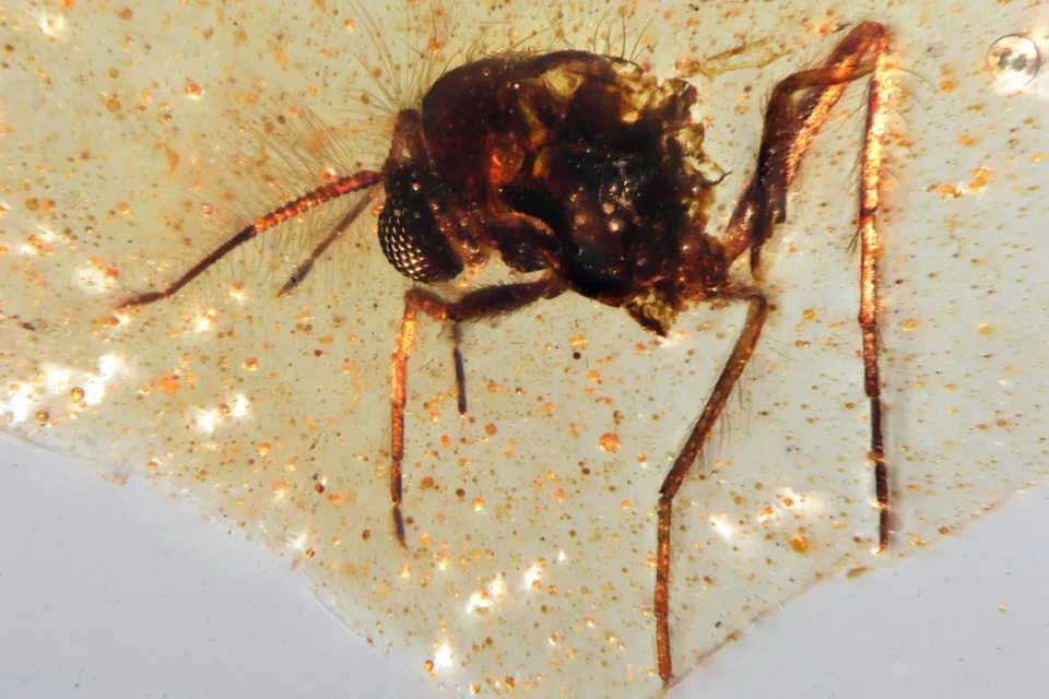 تُظهر هذه الصورة التي قدمها الباحثون في سبتمبر 2025 ذبابة Diptera Nematocera لعائلة Chironomidae (Midges غير المتصة) المحاصرة في عينة من العصر الطباشيري الذي تم اكتشافه في الإكوادور. / الائتمان: Mónica Solórzano-Kraemer/ AP