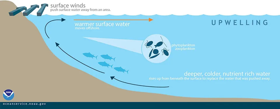 يوضح التوضيح كيف يعمل Upwelling المحيط