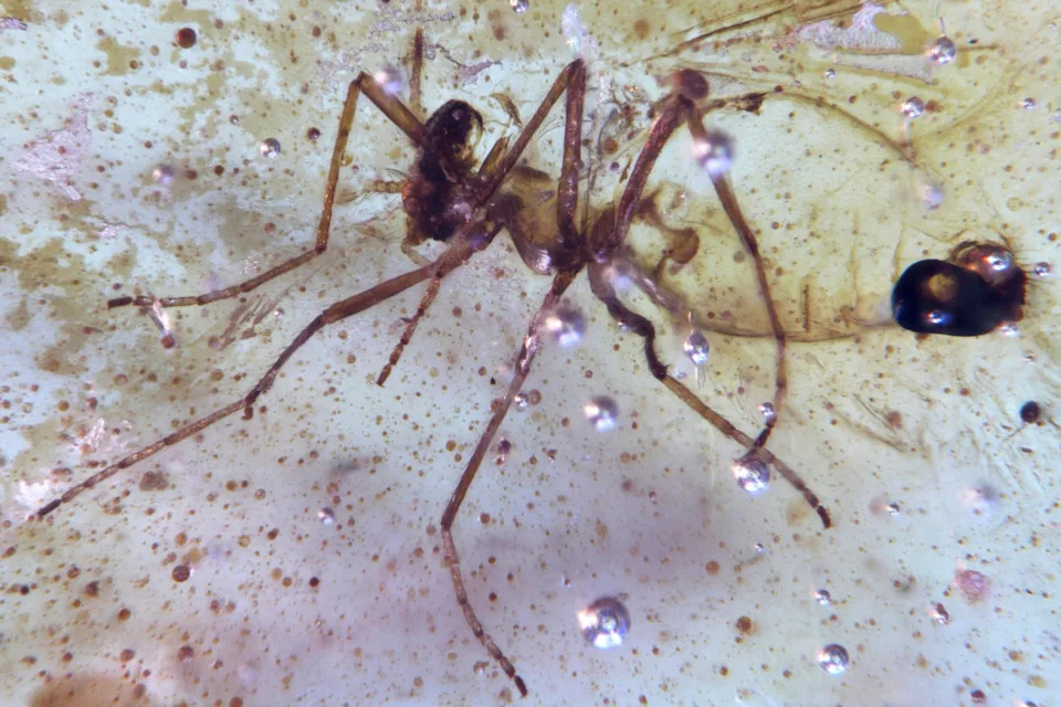 تُظهر هذه الصورة التي قدمها الباحثون في سبتمبر 2025 ذبابة Diptera Nematocera لعائلة Chironomidae (Midges غير المتصة) المحاصرة في عينة من العصر الطباشيري الذي تم اكتشافه في الإكوادور. / الائتمان: Mónica Solórzano-Kraemer/ AP
