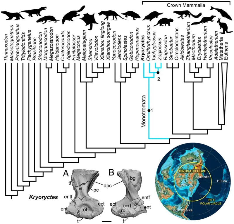 العلاقات phylogenetic من K. cadburyi بين mammaliaforms. (الائتمان: سوزان هاند ، وآخرون)