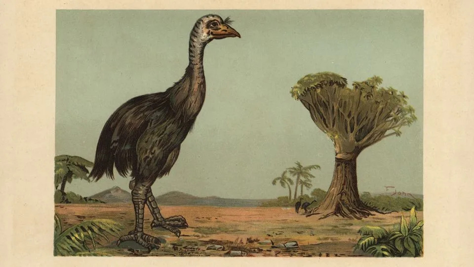 توضيح عام 1910 للوزارة ، Dinornis Novaezealandiae ، طائر عملاق منقرض من نيوزيلندا. - مجموعة صور فلوريليجي/يونيفرسال/غيتي إيم.