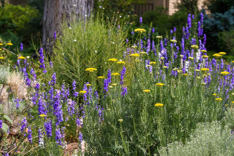 حديقة Xeriscape المملوءة بنباتات Yarrow الذهبية المزهرة من مختلف الأحجام ونباتات Larkspur الأرجواني.