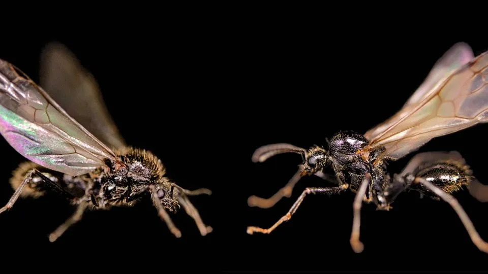 ما زال الباحثون يحاولون فهم كيف أن النمل الإنشاري لاستنساخ eBerian Harvester ANT (يمين). - جوناثان روميجوييه