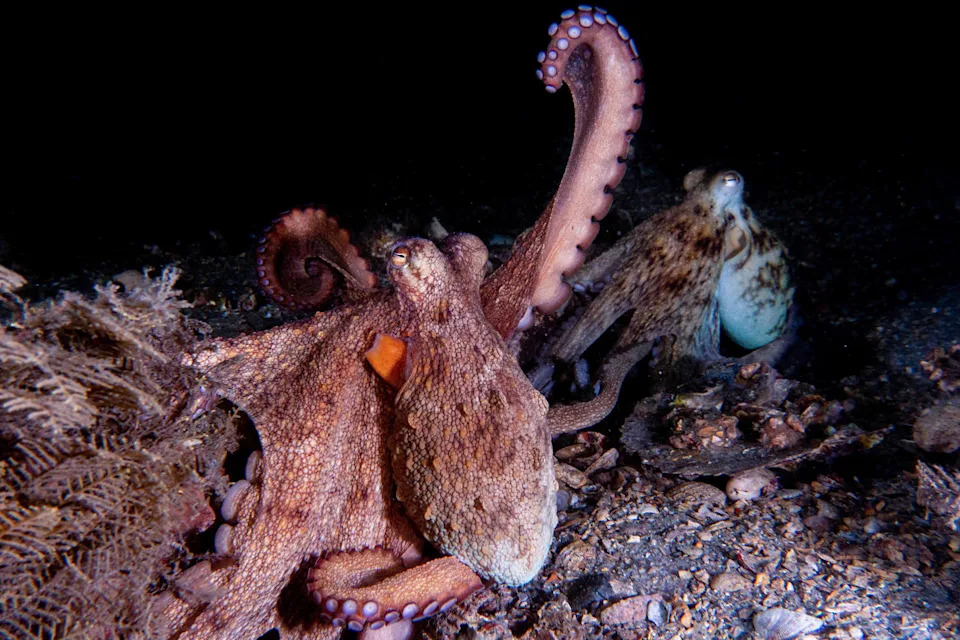 زوج التزاوج من Octopus Americanus ، واحد يعرض حركة الذراع