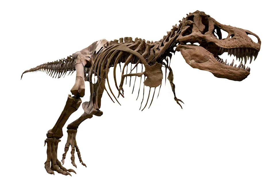 الهيكل العظمي لـ _t. rex_.