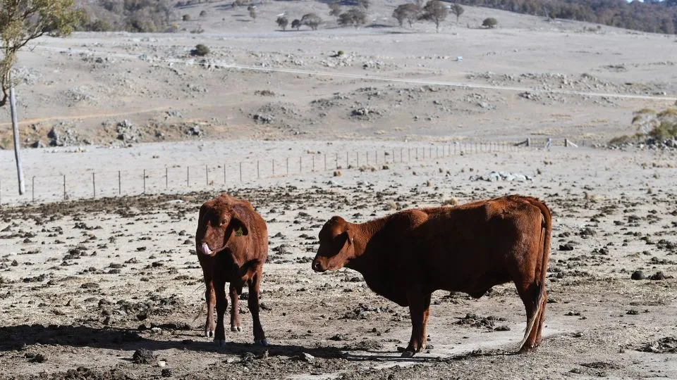 الماشية في مزرعة متضررة من الجفاف في نيو ساوث ويلز ، أستراليا ، في 26 أغسطس 2019. كان النقص غير المسبوق للمياه يعني أكثر من عشرة مدن صغيرة واجهت أ "يوم الصفر." - وليام ويست/AFP/Getty Images
