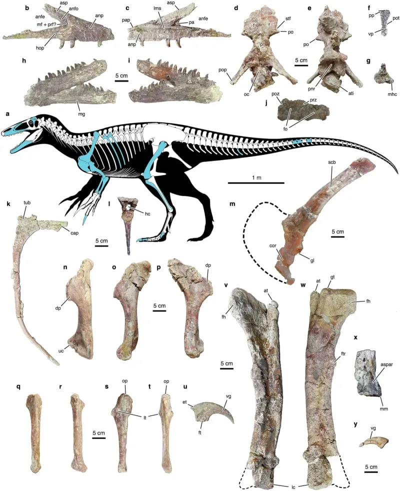 عظمية Joaquinraptor Casali Gen. et sp. نوفمبر. (الائتمان: اتصالات الطبيعة)