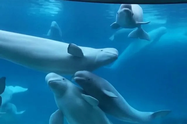 CTV Belugas في Marineland.