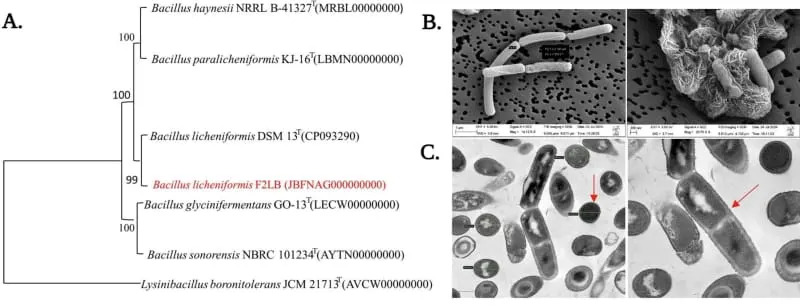 يُظهر الحد الأقصى لاحتمالية نشوء عزلة F2LB تشابهًا مع Bacillus licheniformis. (الائتمان: مجلة الجزيئات البيولوجية الكبيرة)