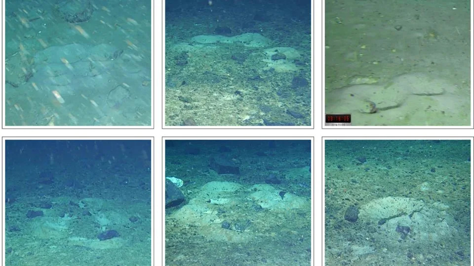 يمكن أن تظهر أعشاش سمكة الزعانف الصفراء في أشكال مختلفة، مثل العنقود أو الهلال أو الخط (من الأعلى، من اليسار إلى اليمين)، أو البيضاوي، على شكل حرف U حاد ومفرد (من الأسفل، من اليسار إلى اليمين). - د. ميشيل تايلور/ رحلة ويديل البحرية 2019