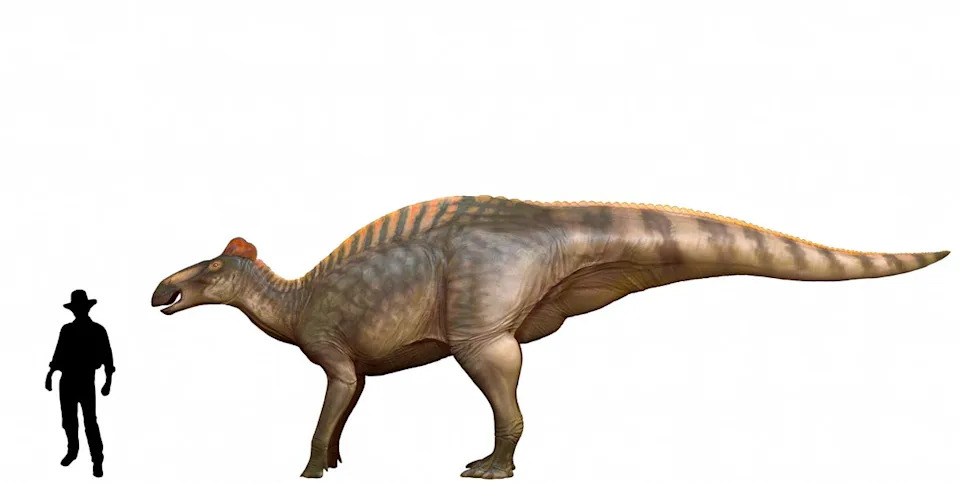 صورة توضح مقارنة حجم الرجل مع Edmontosaurus Annectens (داني نافارو/رويترز)