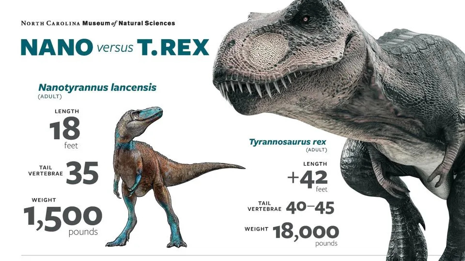 وجدت الدراسة الجديدة أنه في حين أن صغار T. rex وNanotyrannus يبدوان متشابهين في السجل الأحفوري، إلا أنهما كانا نوعين منفصلين. - متحف كارولاينا الشمالية للعلوم الطبيعية