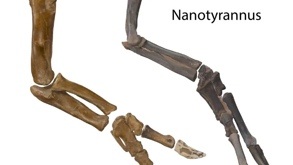 إن عظام أصابع ومخالب Nanotyrannus أكبر من تلك الموجودة في T. rex الأكبر جسمًا، والذي اشتهر بأذرعه وأيديه القصيرة بالنسبة لحجمه. - متحف نورث كارولاينا للعلوم الطبيعية