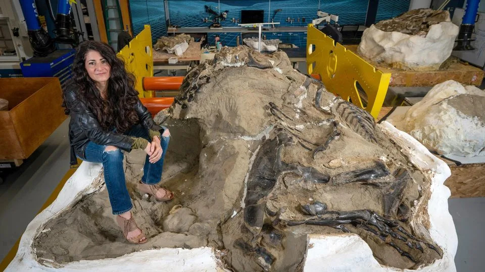 ليندساي زانو، رئيسة قسم علم الحفريات في متحف نورث كارولينا للعلوم الطبيعية، تقف مع أحفورة الديناصورات المتبارزة الشهيرة. - جامعة ولاية نورث كارولاينا