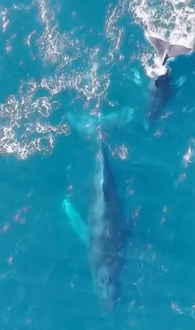 Caters News/Shaun Arthurson حوت الأحدب وعجلها في الماء بالقرب من نيو ساوث ويلز، أستراليا